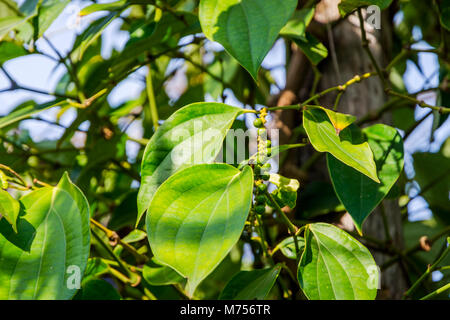Kampot pepe agriturismo, pepe di crescita della pianta, Kampot, Cambogia Foto Stock