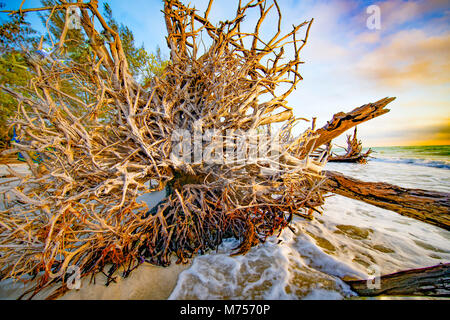 L'Affogato foresta, Longboat Key, Florida Guulf del Messico Foto Stock