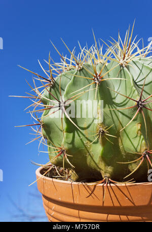 Astrophytum Cactus home sul cielo blu sullo sfondo Foto Stock