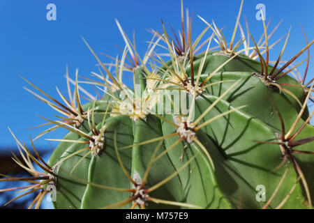 Astrophytum Cactus home sul cielo blu sullo sfondo Foto Stock