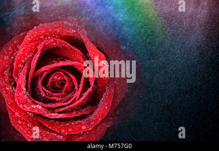 Valentino Red Rose in acqua fresca spray con rainbow Foto Stock