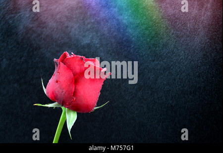 Valentino Red Rose in acqua fresca spray con rainbow Foto Stock