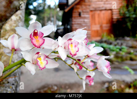 Naturale della montagna paphiopedilum che fiorisce in inverno della Thailandia Foto Stock