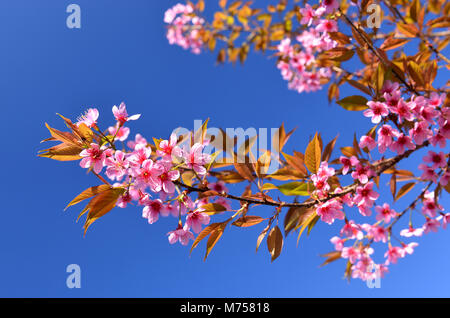 Wild himalayana fiore di ciliegio sulla montagna a nord della Thailandia nella stagione invernale ogni anno Foto Stock