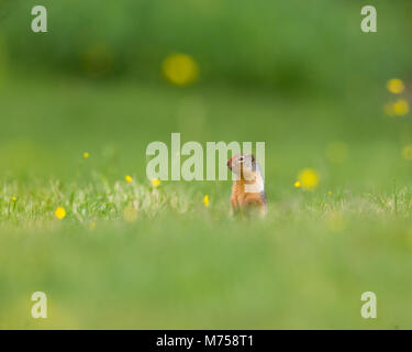 Richardson scoiattolo di terra del peering da burrow con fiori di colore giallo sull'erba Foto Stock