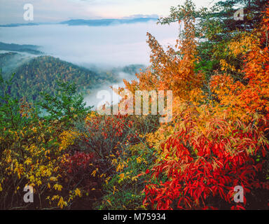 Mattinata nebbiosa, Cumberland Gap National Historical Park, Tennessee, Virginia, Kentucky Foto Stock