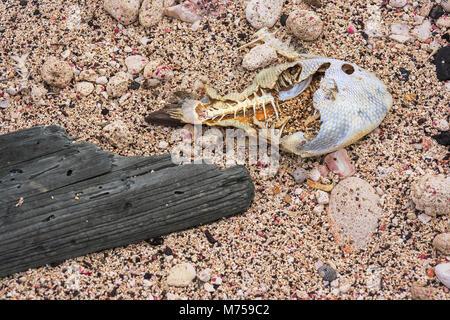 La carcassa di un pesce morto e drifwood giacente su un corso di spiaggia di sabbia tra eroso ciottoli e conchiglie sulla Isola di Ascensione Foto Stock