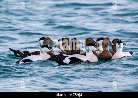 Gruppo di maschio e femmina eiders comune nuotare in un freddo inverno fjord in Finnmark, nel nord della Norvegia Foto Stock