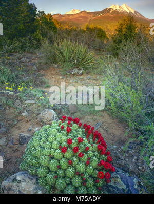 Di smidollati claret cup cactus, Mant-La Sal National Forest, Utah rara forma di Echinocereus cactus, endabgered Foto Stock