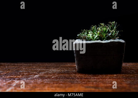 Un gruppo di piccoli alberi nel cemento vaso sul tavolo in legno nella camera oscura che cresce dal meno luce del sole. sfondo nero e copia di spazio. Foto Stock