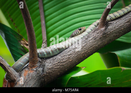 Indocinese biacco (Ptyas korros) dormire sul ramo di un albero nella foresta. Foto Stock