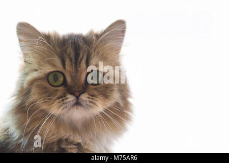 Carino persiano chinchilla gattino gatto in attesa e cercando il proprietario vicino alla finestra con luce. ritratto di gatto guardando la telecamera contro bianco b Foto Stock