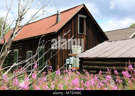 Abbandonato Log Cabin siede tra la crescita di erbacce di fuoco. Foto Stock