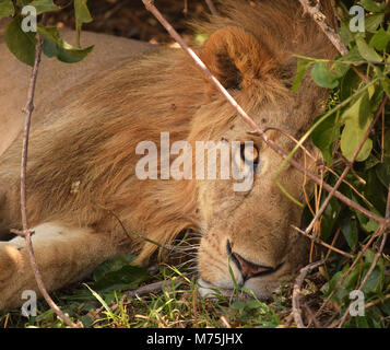 Leone che riposa all'ombra a Maasai Mara, Kenya Foto Stock