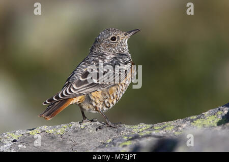 Il Red Rock tordo Foto Stock