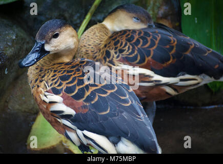 Una coppia di nativi Australiani sibilo errante anatre (Dendrocygna arcuata) si ripara dalla pioggia con un addormentato Foto Stock