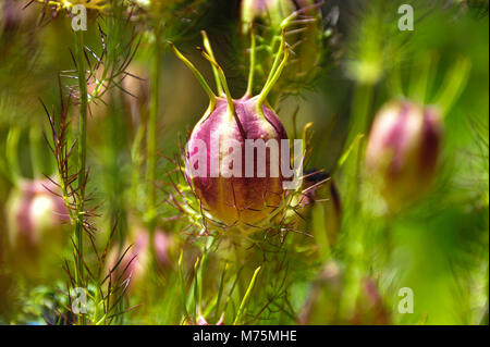 Nigella Damascena (l'amore-nel-nebbia) sementi pod, in un giardino verde con sfondo sfocato Foto Stock