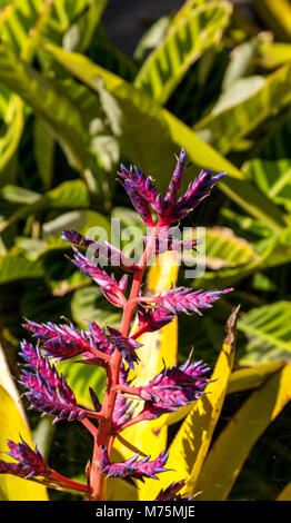 Blue Tango bromeliad Aechmea fiorisce in un giardino botanico in Brasile. Foto Stock