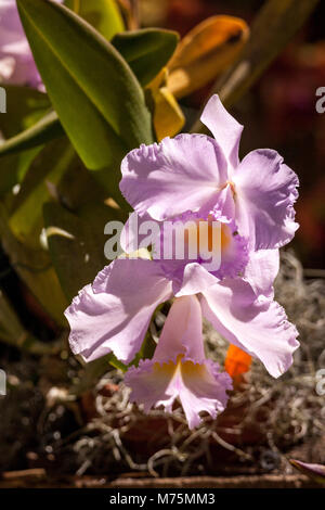 Viola Cattleya orchid fiore sboccia in un giardino botanico in Hawaii in inverno. Foto Stock