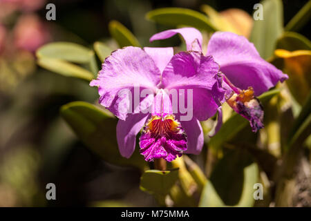 Viola Cattleya orchid fiore sboccia in un giardino botanico in Hawaii in inverno. Foto Stock