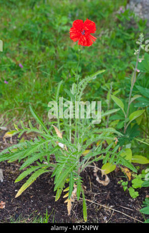 "Frontiera bellezza' Oriental papavero, Jättevallmo (Papaver orientale) Foto Stock