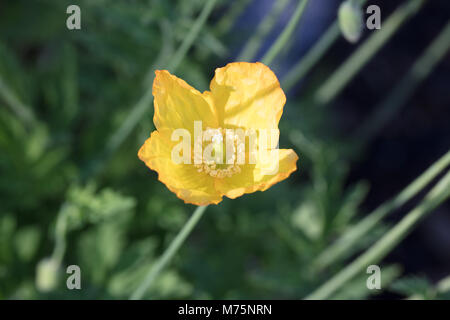 Welsh papavero, Engelsk vallmo (Meconopsis cambrica) Foto Stock