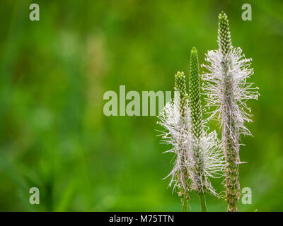 Annoso piantaggine (Planzago media) steli dei fiori. Impianto in famiglia Plantaginaceae con infiorescenza bianco nato il gambo lanuginosa Foto Stock