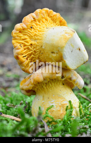 Due giovani esemplari di Cantharellus cibarius bicolor o finferli, una crescente sul suolo forestale, un altro prelevati e puliti, sul per Foto Stock