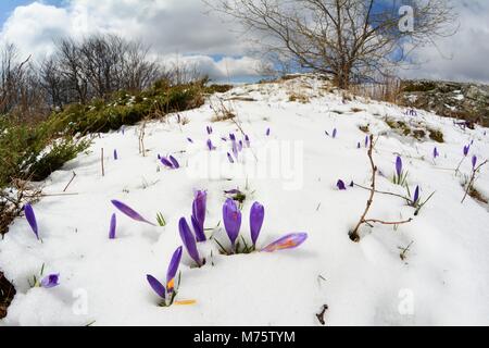 Prato di montagna piena di Crocus o zafferano fiori che crescono nel fondere la neve, il paesaggio fisheye Foto Stock