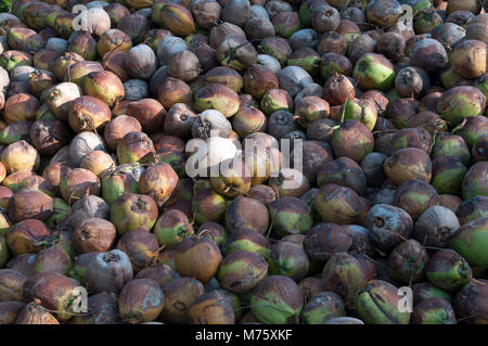 Thailandia - Koh Samui - Harverst di noci di cocco (Cocos nucifera) Foto Stock