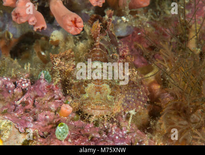 Scorfani barbuto , scorpaenopsis barabatus poggia su coral, camouflage, Bali Foto Stock