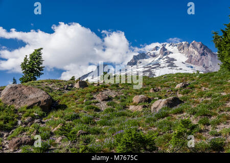 Vista del Monte Cofano incappucciate di neve e di ceneri vulcaniche di seguito. Mt Hood National Forest, Oregon Foto Stock