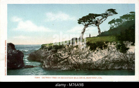 Questa fotografia mostra l'albero dello struzzo lungo la famosa Seventeen Mile Drive a Monterey, California. Mette in evidenza la forma unica dell'albero e la bellezza panoramica della strada costiera. Foto Stock