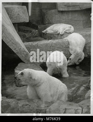 Una fotografia degli anni '1940 degli orsi polari al Brookfield Zoo di Brookfield, Illinois, che mostra questi maestosi animali nel loro habitat zoologico durante la metà del XX secolo. Foto Stock