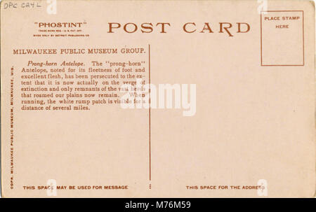 L'antilope a corno tondo è esposta al Milwaukee Public Museum, che mostra il suo significato nella fauna selvatica nordamericana e offre una rappresentazione educativa della specie. Foto Stock