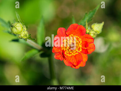 Una ripresa macro di un colore rosso brillante geum bloom. Foto Stock