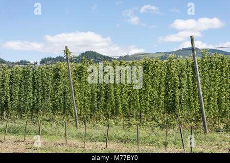 Hop harvest vicino a Motueka, Tasman District, Nuova Zelanda Foto Stock