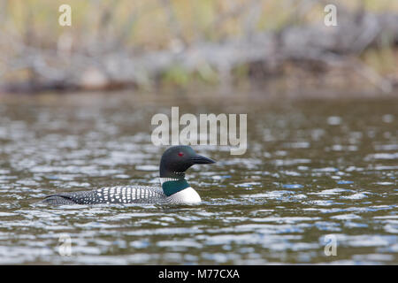 Una comune Loon pesca in un fiume ingresso con perle di acqua sulla sua testa Foto Stock