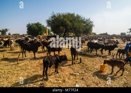 Mercato di animali di Niamey, Niger, Africa Foto Stock