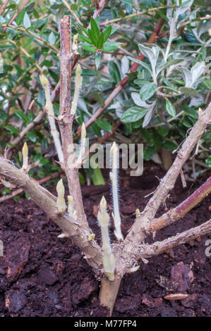 Immagine che mostra nuovi tiri sulla pianta di honeysuckle. Foto Stock