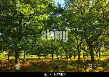 Alberi di quercia, Richmond Park, Greater London, England, Regno Unito, Europa Foto Stock