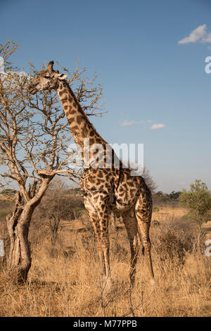 Un Masai giraffe (Giraffa camelopardalis) mangiare le foglie di acacia nel Parco Nazionale del Serengeti, Sito Patrimonio Mondiale dell'UNESCO, Tanzania, Africa orientale, Africa Foto Stock