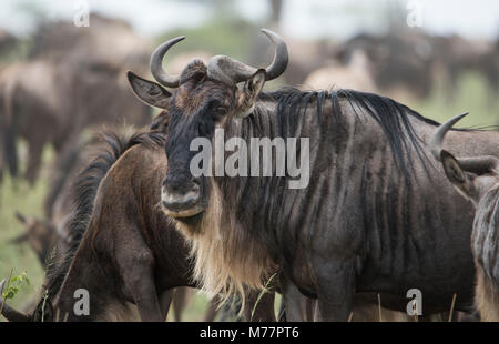Close-up di gnu (Connochaetes taurinus) nel Parco Nazionale del Serengeti, Tanzania, Africa orientale, Africa Foto Stock