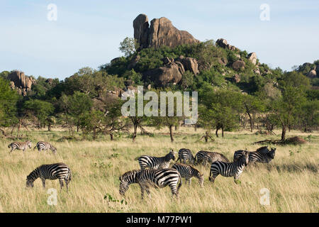 Burchells zebra (Equus burchelli) vicino a kopjes, nel Parco Nazionale del Serengeti, Sito Patrimonio Mondiale dell'UNESCO, Tanzania, Africa orientale, Africa Foto Stock