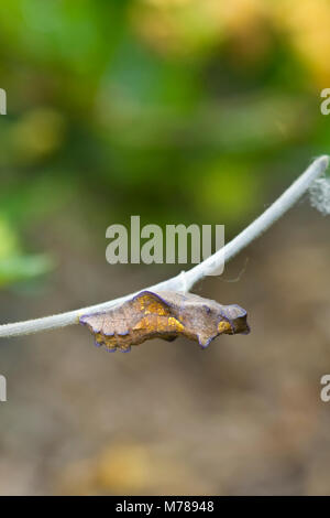 03004-00713 Pipevine coda forcuta (Battus philenor) crisalide sul Dutchman's Pipevine (Aristolochia marophylla) Marion Co. IL Foto Stock