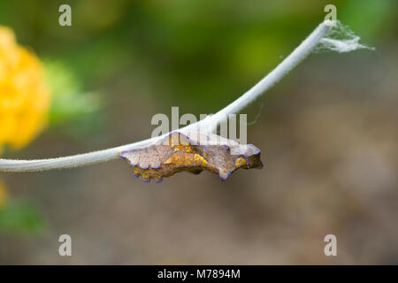 03004-00715 Pipevine coda forcuta (Battus philenor) crisalide sul Dutchman's Pipevine (Aristolochia marophylla) Marion Co. IL Foto Stock