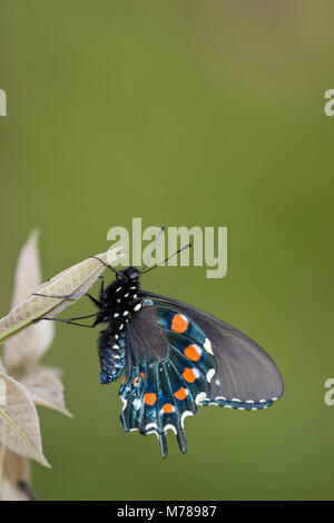 03004-01017 Pipevine coda forcuta (Battus philenor) maschio in Marion Co., IL Foto Stock