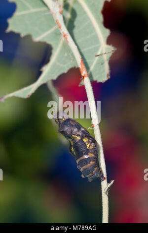 03004-013.03 Pipevine coda forcuta farfalla (Battus philenor) crisalide, Marion Co., IL Foto Stock