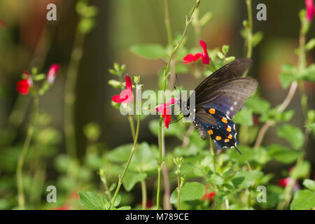 03004-01317 Pipevine coda forcuta farfalla (Battus philenor) maschio su Red Belize salvia (Salvia miniata) Marion Co., IL Foto Stock