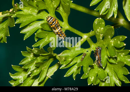 03009-015.04 a coda di rondine nero (Papilio polyxenes) caterpillar età (3 dimensioni diverse) il prezzemolo, (Petroselinum crispum) Marion Co. IL Foto Stock